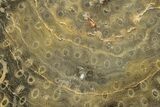 Polished Fossil Rugose Coral Slab - Morocco #276194-1